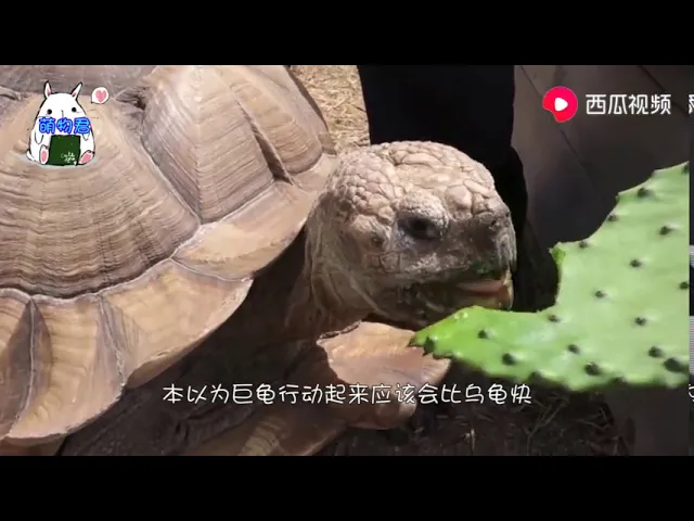 老人故意惹怒巨龟,被巨龟追着跑,网友: 速度还能再慢点嘛?